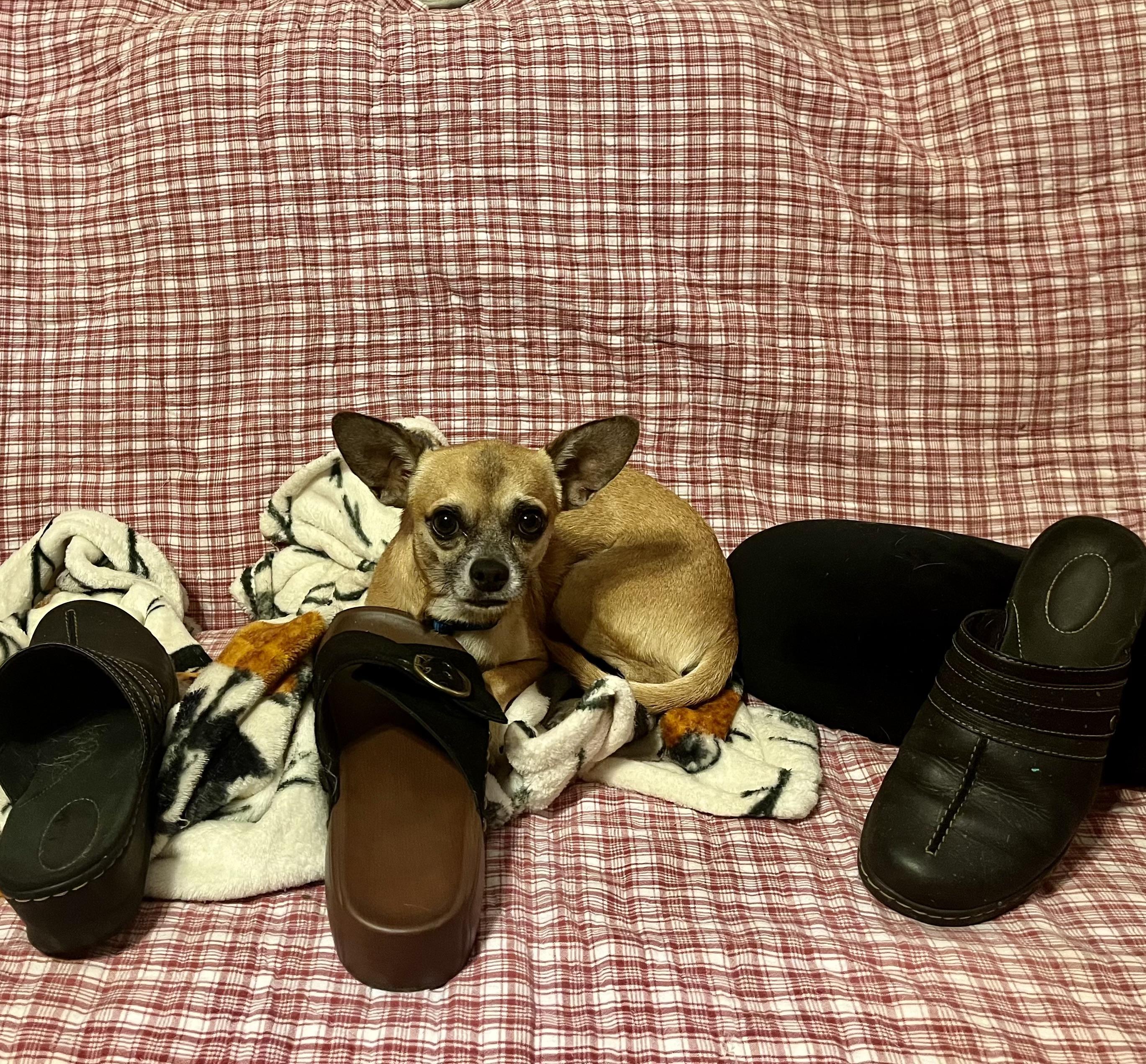 Domingo, a Adoptable Chihuahua in Orlando, FL image 3/4