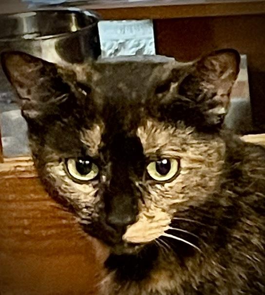 Raisin, Adopted, Young Female Domestic Short Hair.