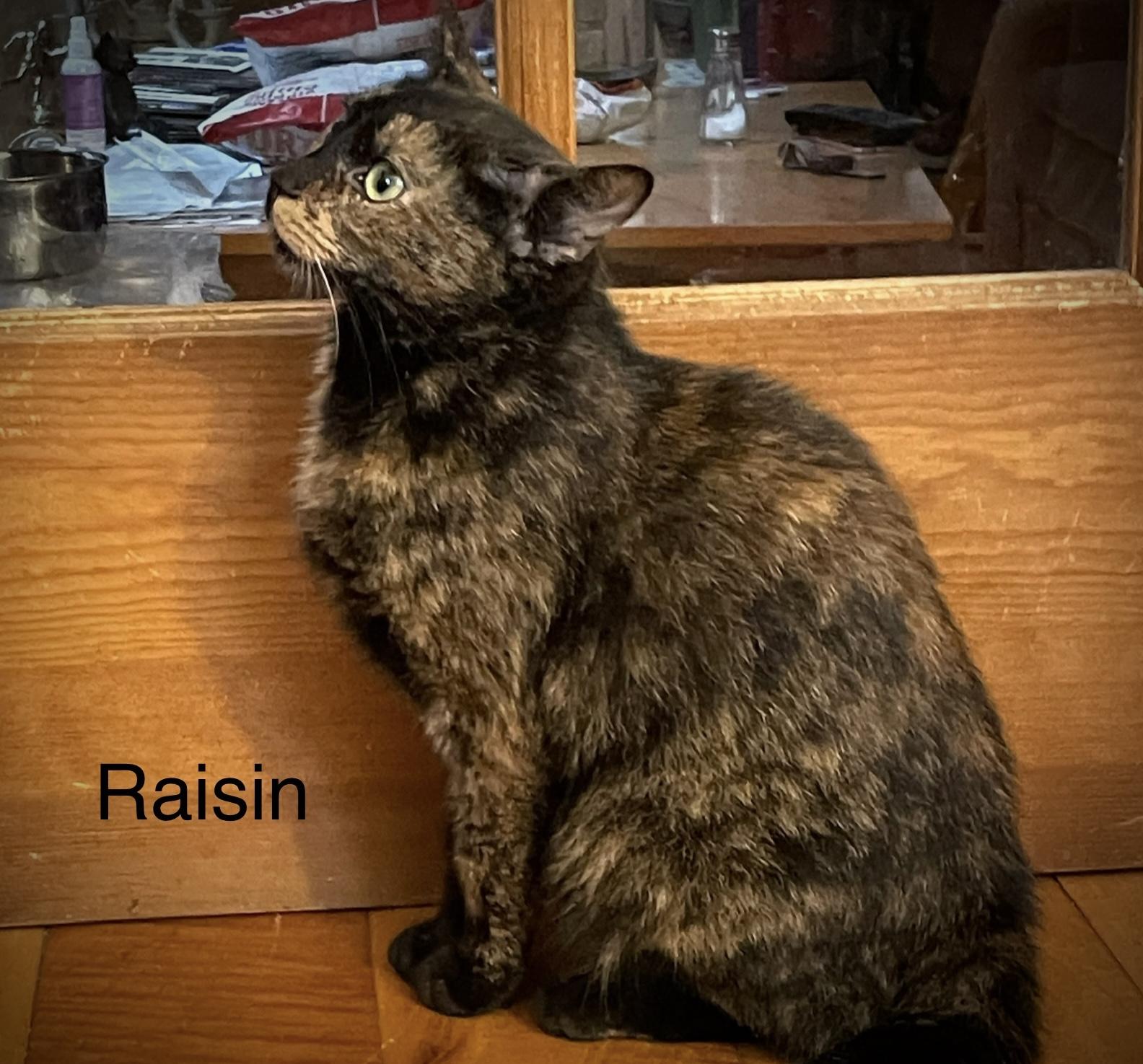 Raisin, a Adopted Domestic Short Hair in Brooklyn, NY image 2/3