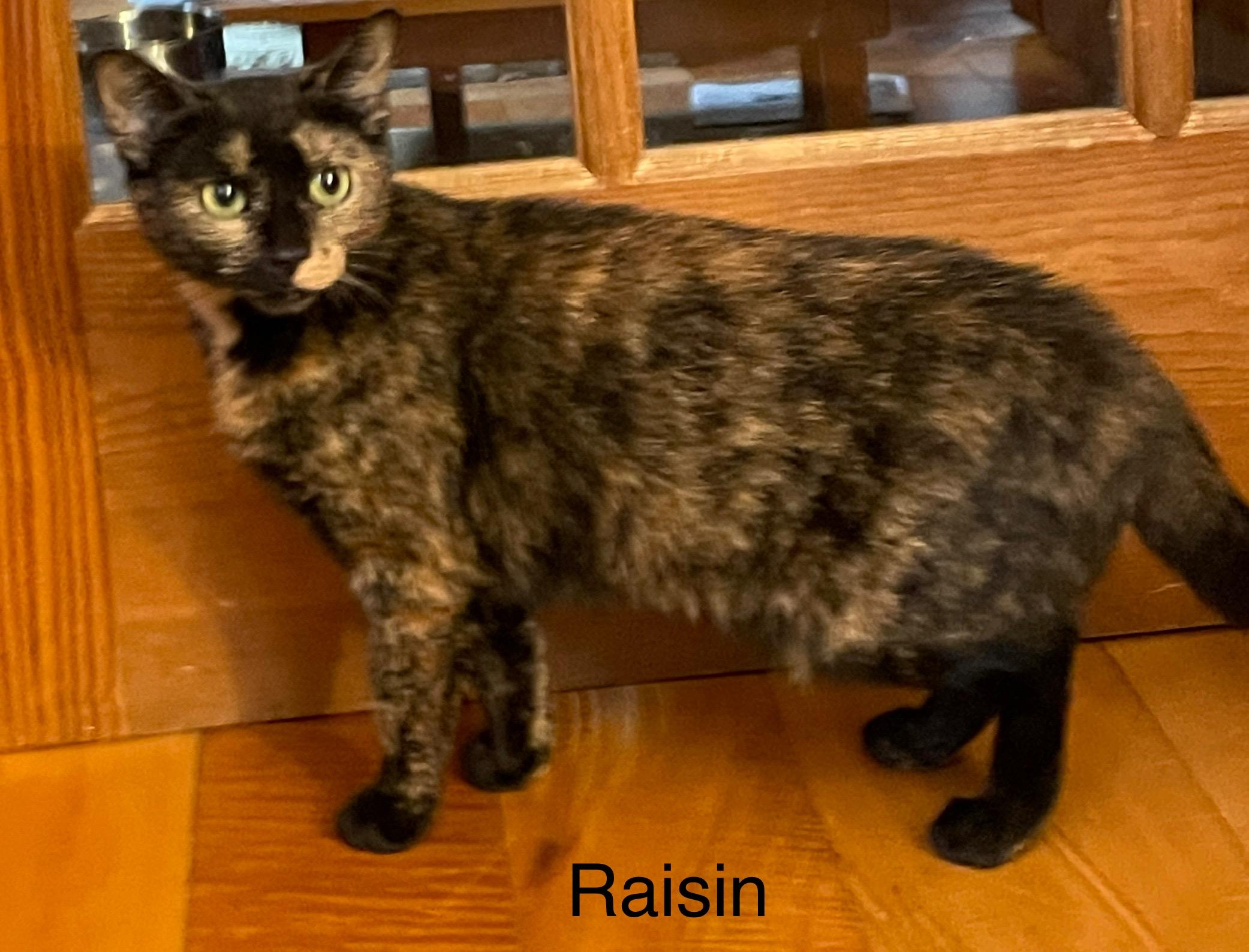 Raisin, a Adopted Domestic Short Hair in Brooklyn, NY image 3/3