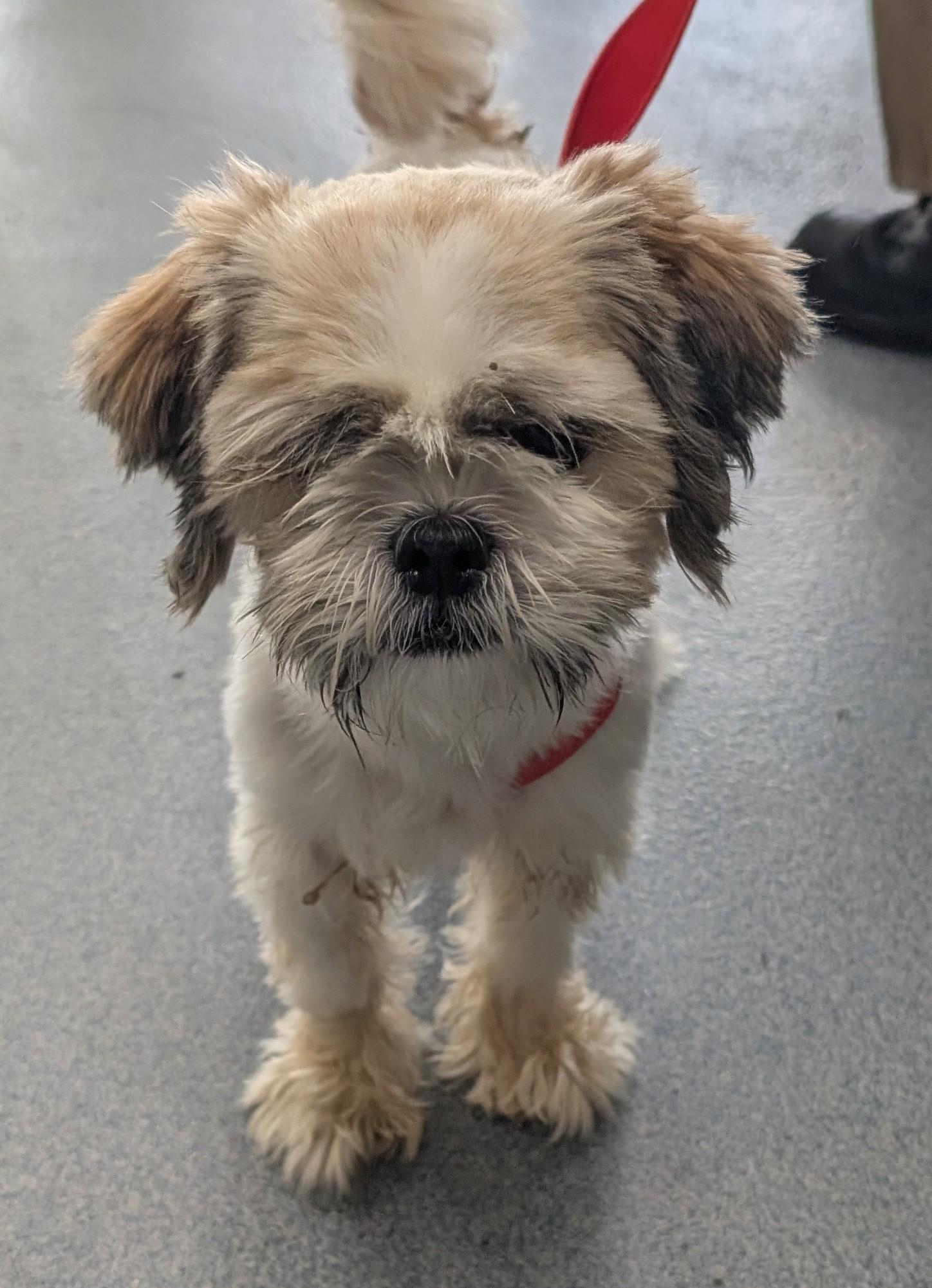 Enlarge Ernest, an adopted Shih Tzu in Suffolk, VA image 1/1