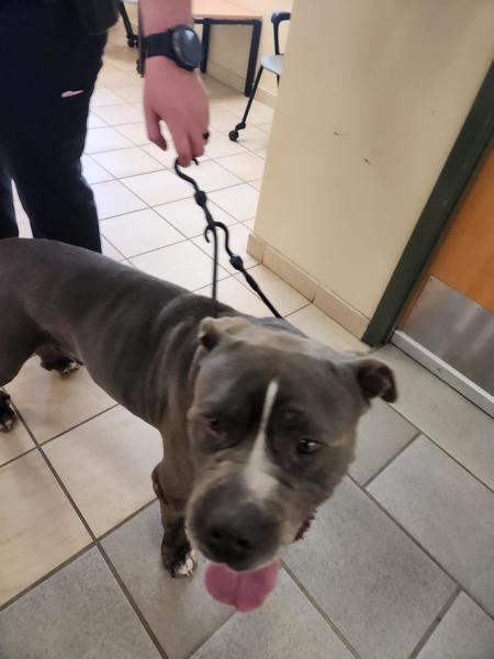 Enlarge Monster, a Adoptable mixed breed in Virginia Beach, VA image 1/1
