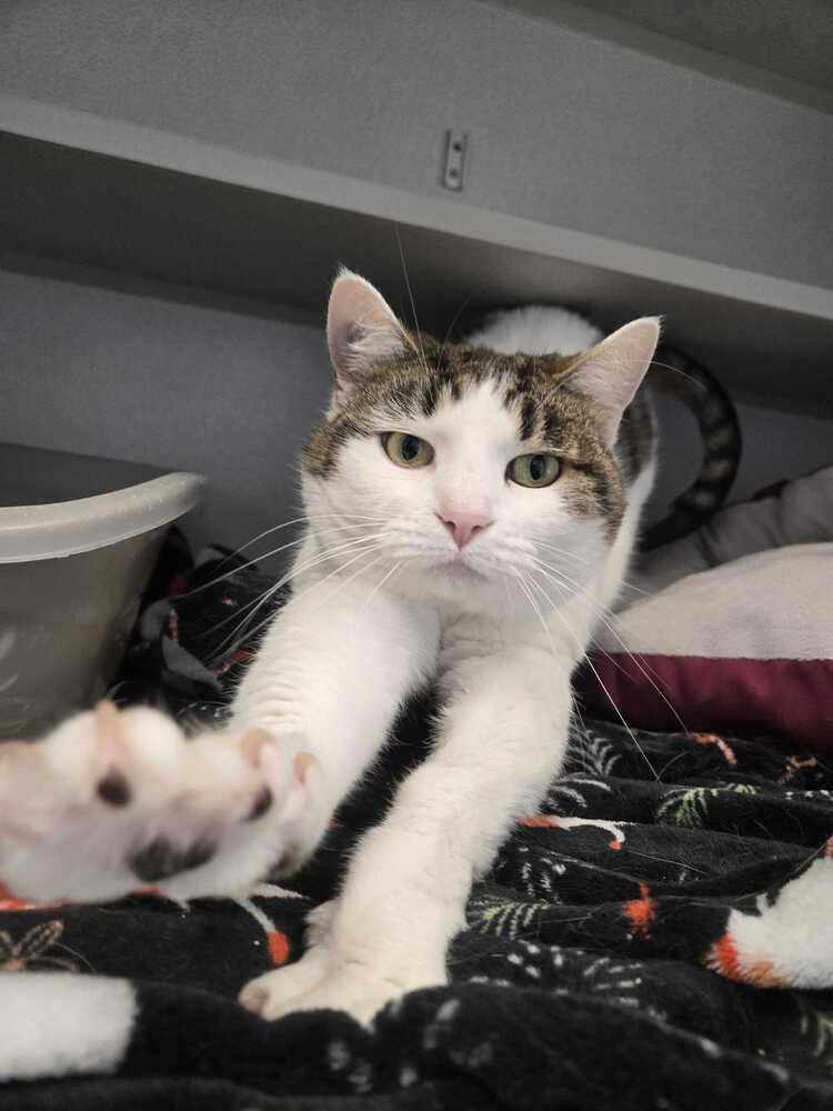 Helena, Adoptable, Adult Female Domestic Short Hair.