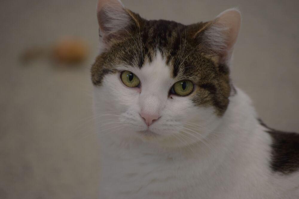 Enlarge Helena, a Adoptable mixed breed in Bowling Green, OH image 2/5