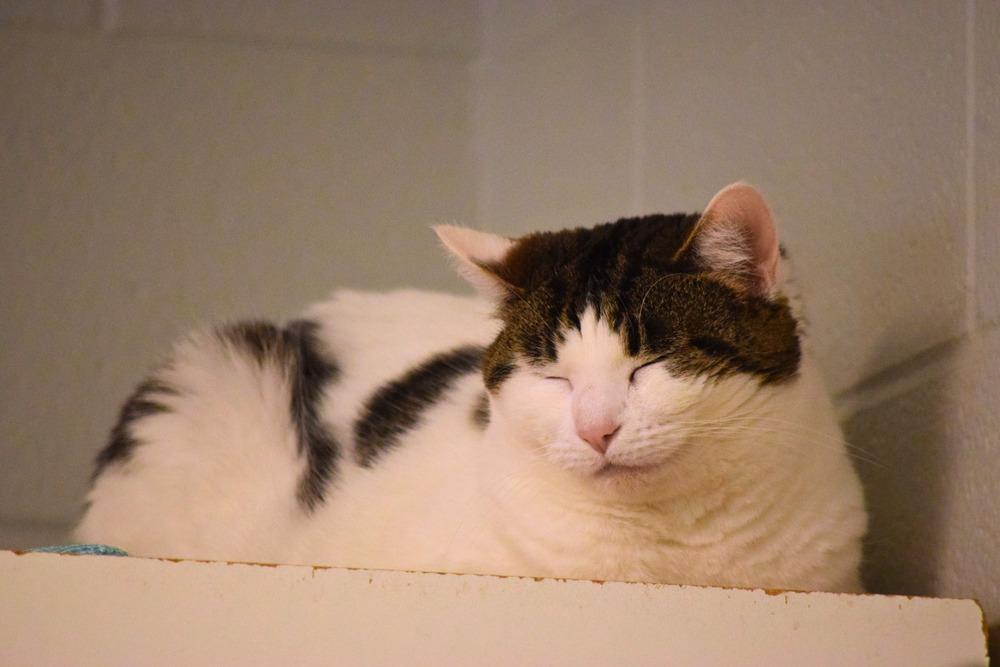 Enlarge Helena, a Adoptable mixed breed in Bowling Green, OH image 2/6