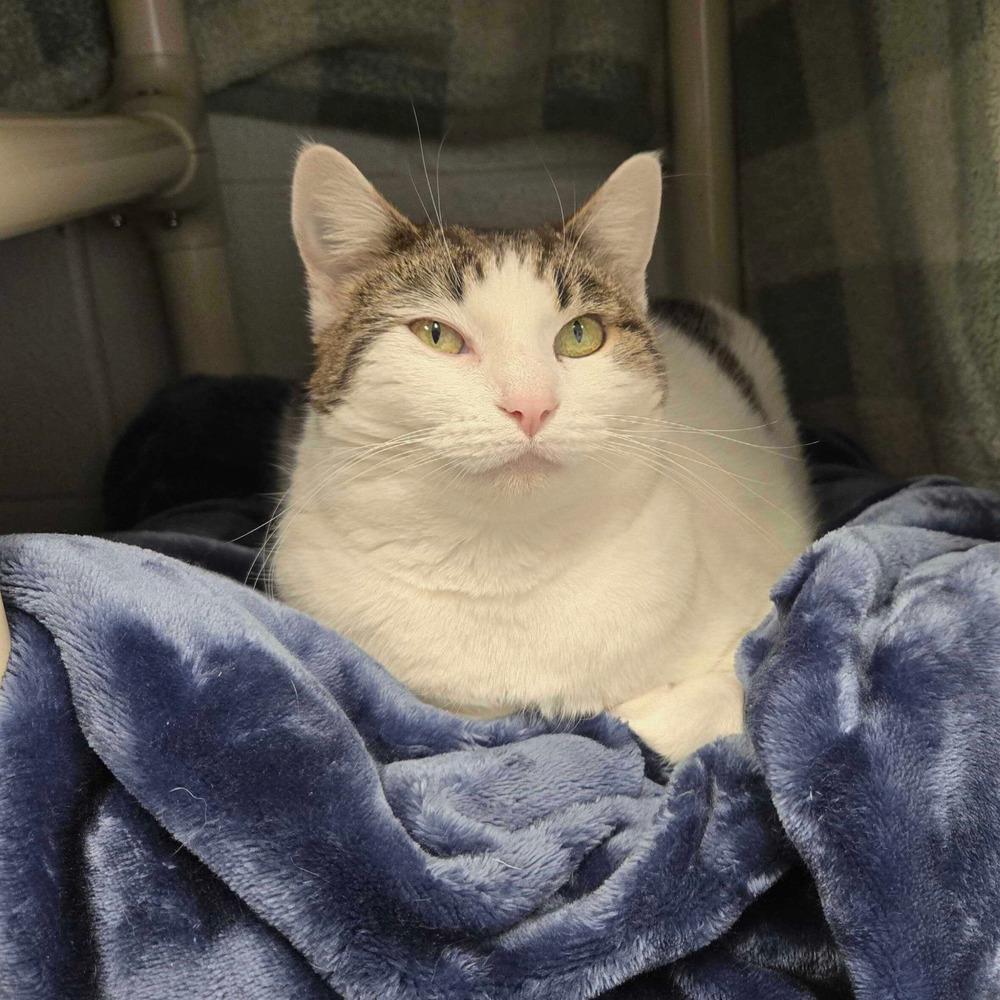 Enlarge Helena, a Adoptable mixed breed in Bowling Green, OH image 4/6