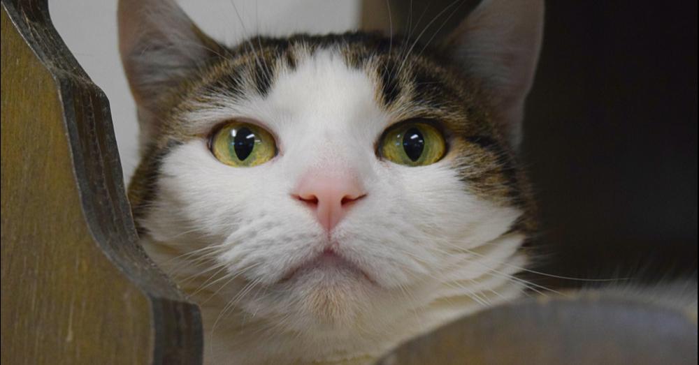 Enlarge Helena, a Adoptable mixed breed in Bowling Green, OH image 5/6