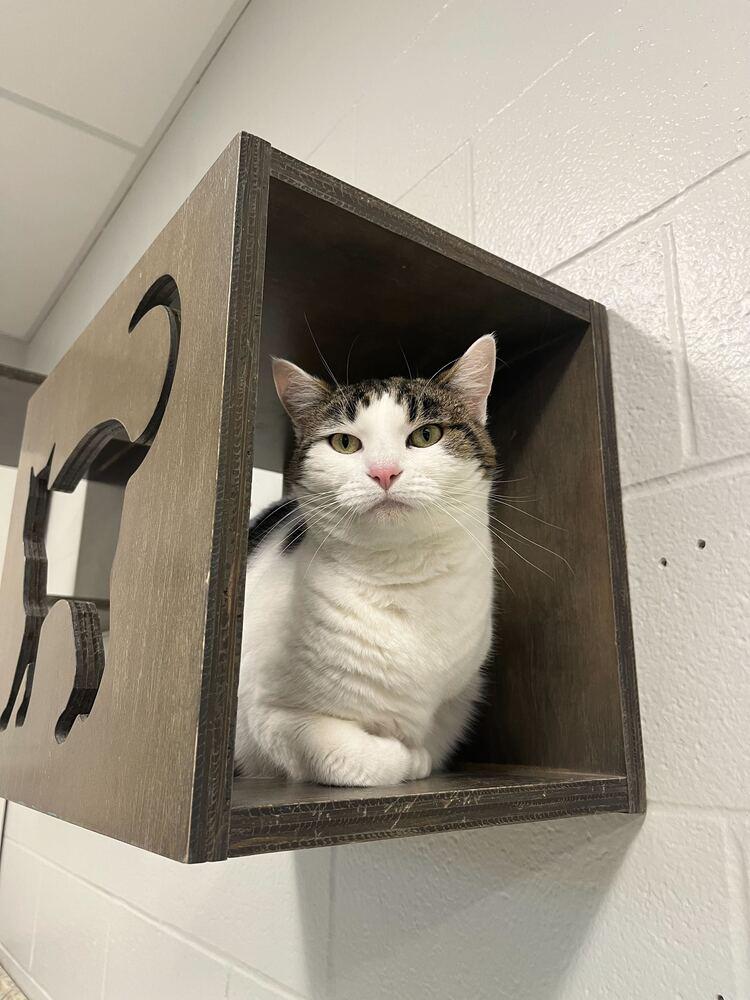 Enlarge Helena, a Adoptable mixed breed in Bowling Green, OH image 3/4