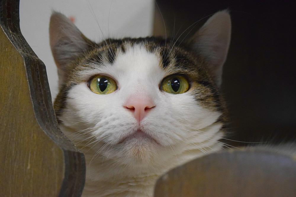 Enlarge Helena, a Adoptable mixed breed in Bowling Green, OH image 4/4