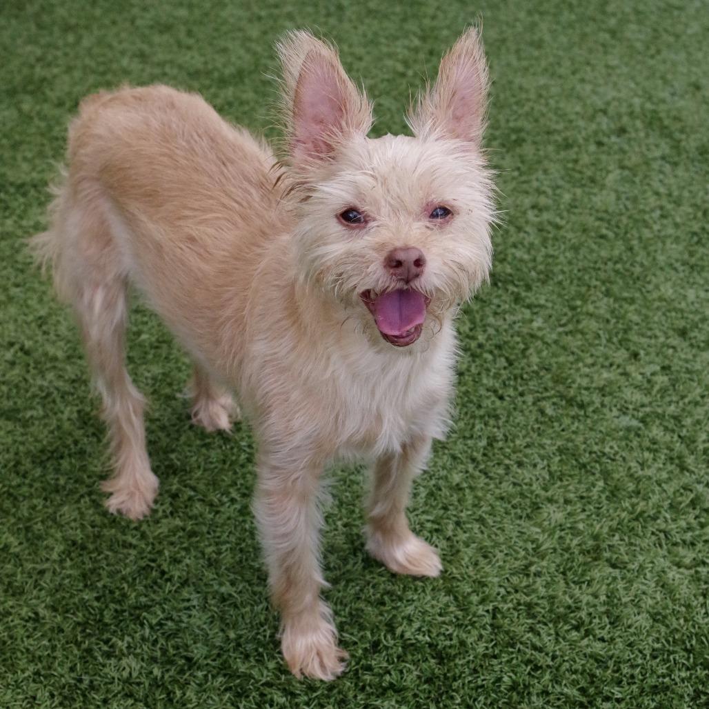 Enlarge Nami, a Adoptable mixed breed in Miami, FL image 1/6