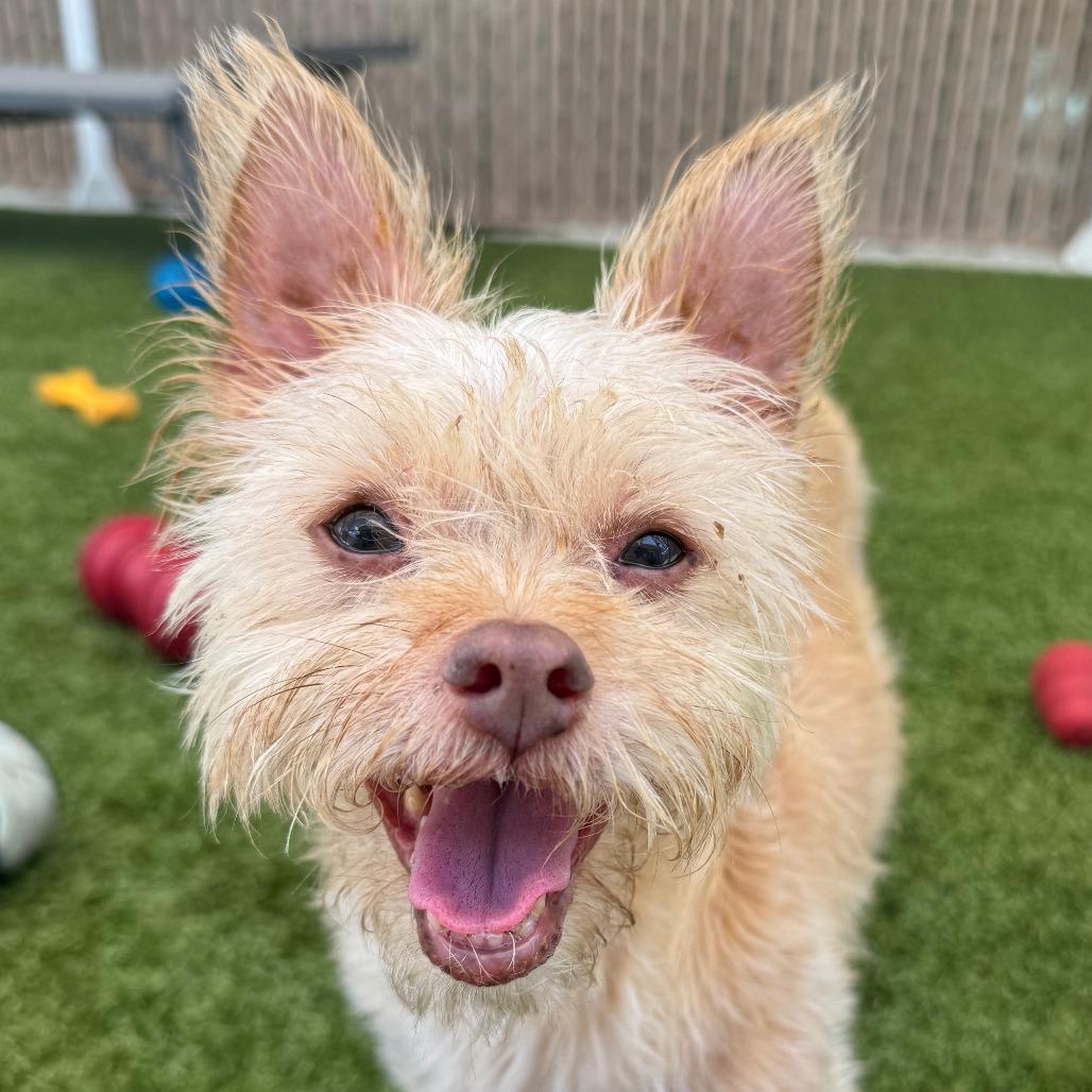 Enlarge Nami, a Adoptable mixed breed in Miami, FL image 2/6