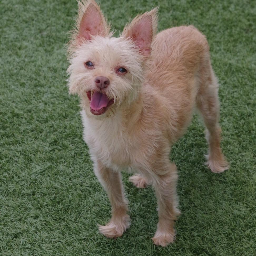 Enlarge Nami, a Adoptable mixed breed in Miami, FL image 3/6