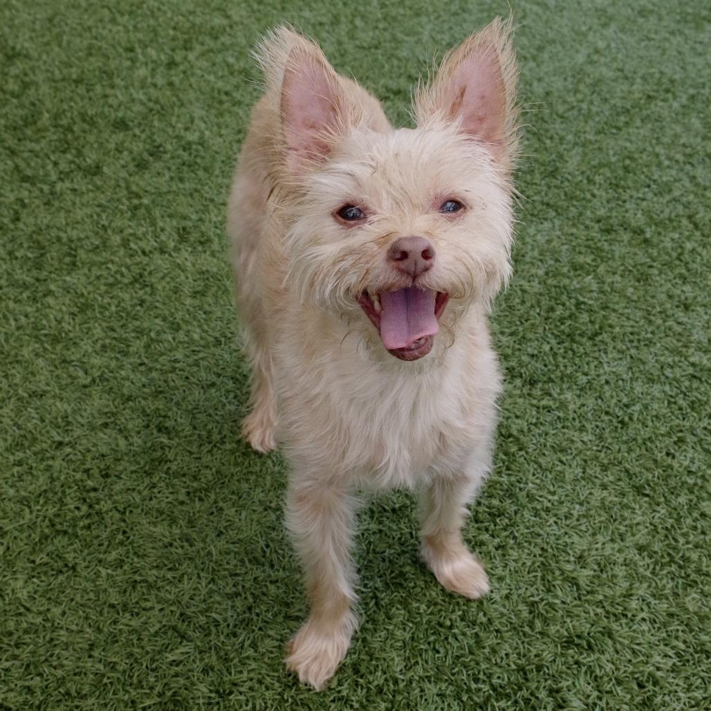 Enlarge Nami, a Adoptable mixed breed in Miami, FL image 4/6