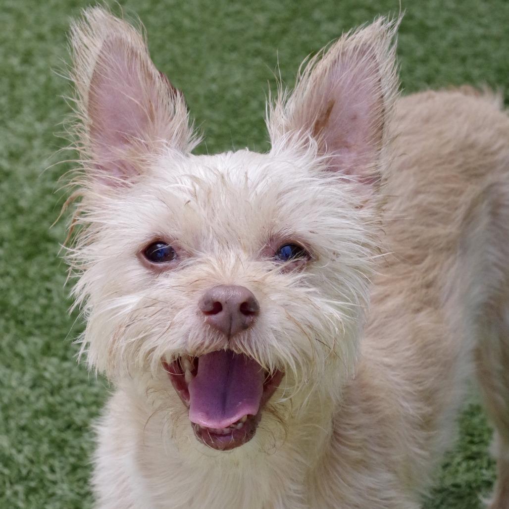 Enlarge Nami, a Adoptable mixed breed in Miami, FL image 5/6