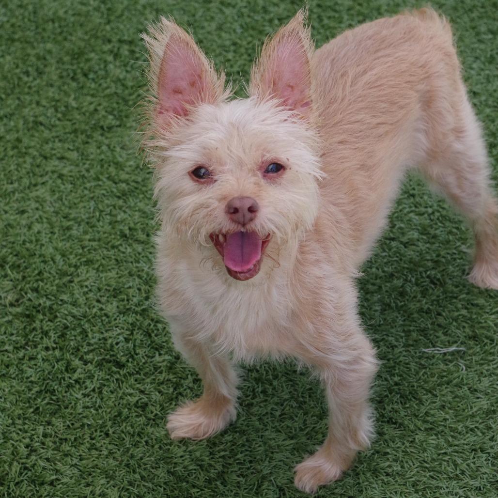 Enlarge Nami, a Adoptable mixed breed in Miami, FL image 6/6