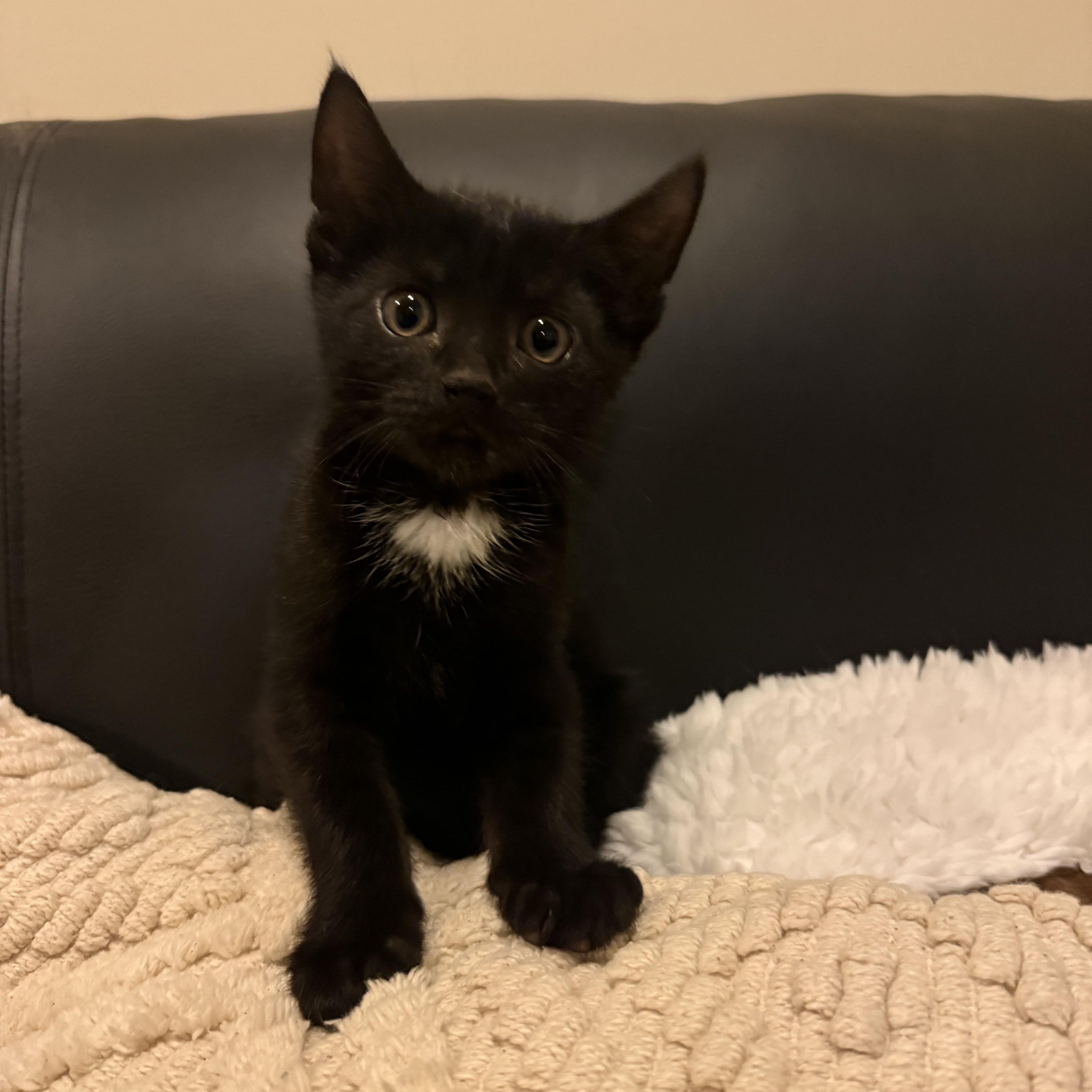 Enlarge Burly, an adopted Domestic Short Hair in Nutley, NJ image 2/4