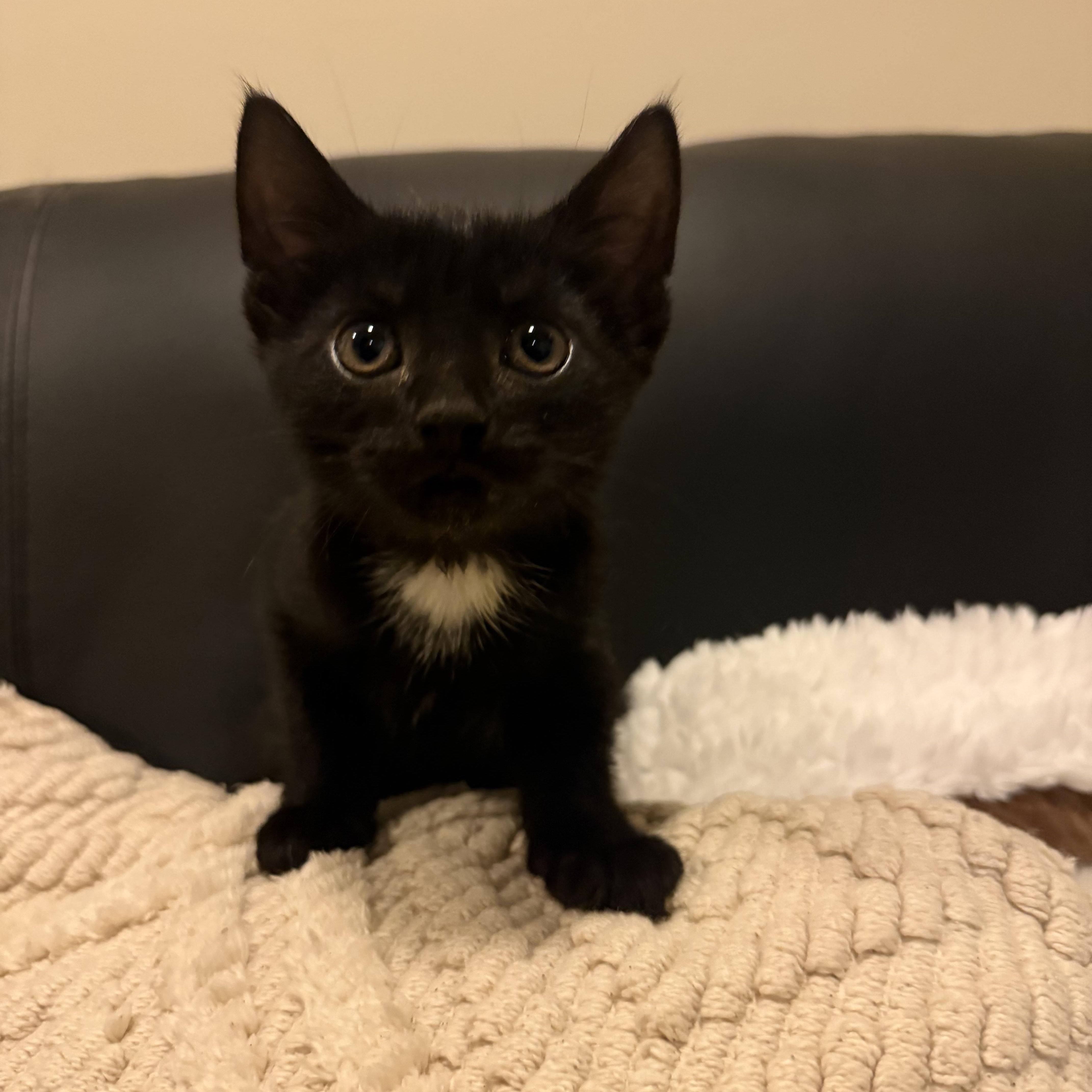 Enlarge Burly, an adopted Domestic Short Hair in Nutley, NJ image 3/4