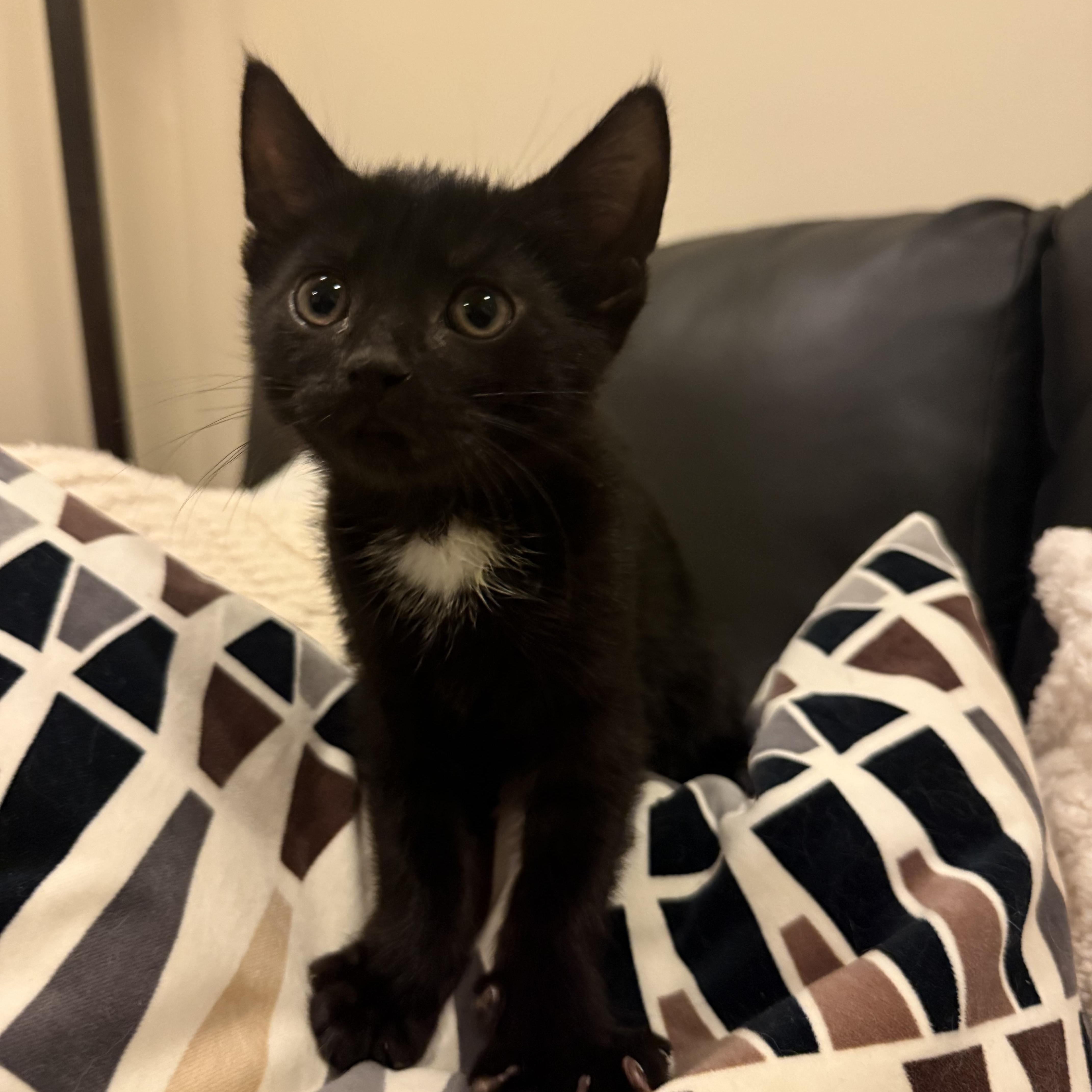 Enlarge Burly, an adopted Domestic Short Hair in Nutley, NJ image 4/4