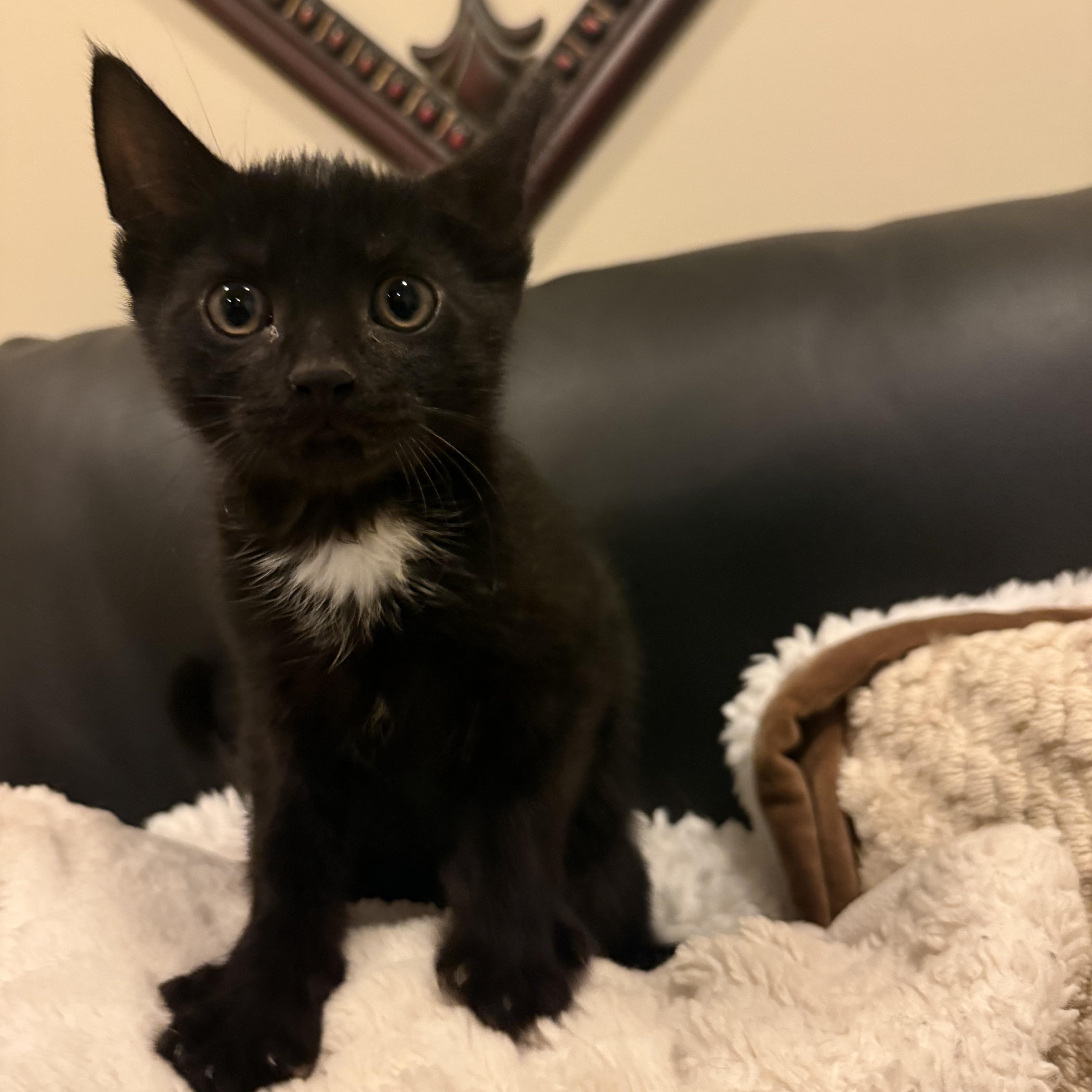 Burly, adopted, Kitten Male Domestic Short Hair.