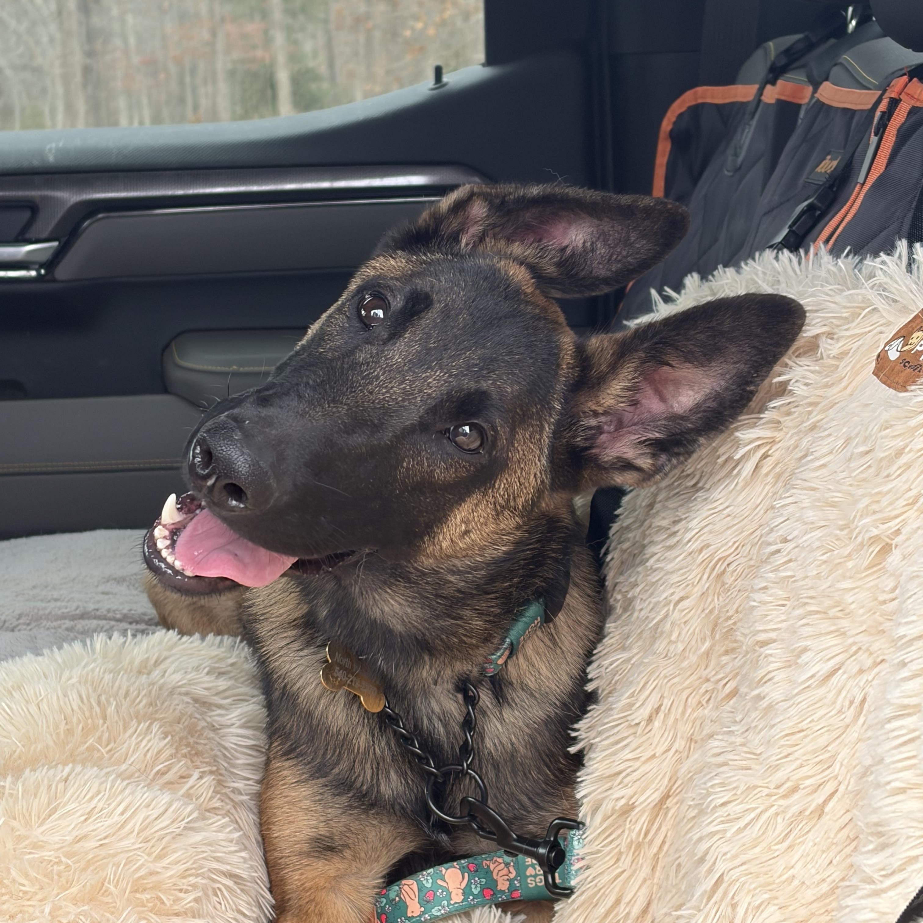 Enlarge Moirai , a ADOPTABLE Belgian Shepherd / Malinois in Warrenton, VA image 4/5