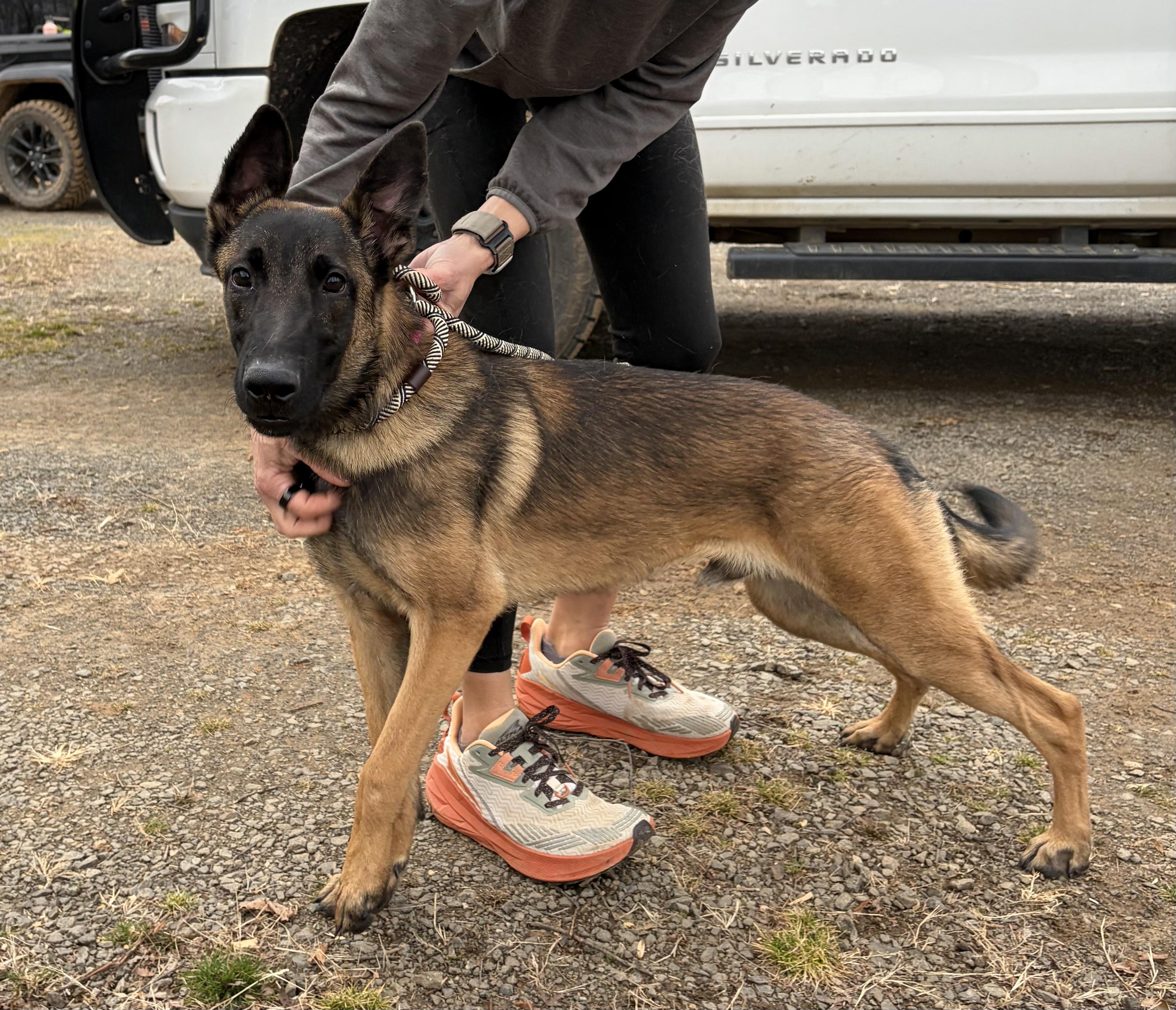 Enlarge Moirai , a ADOPTABLE Belgian Shepherd / Malinois in Warrenton, VA image 2/5