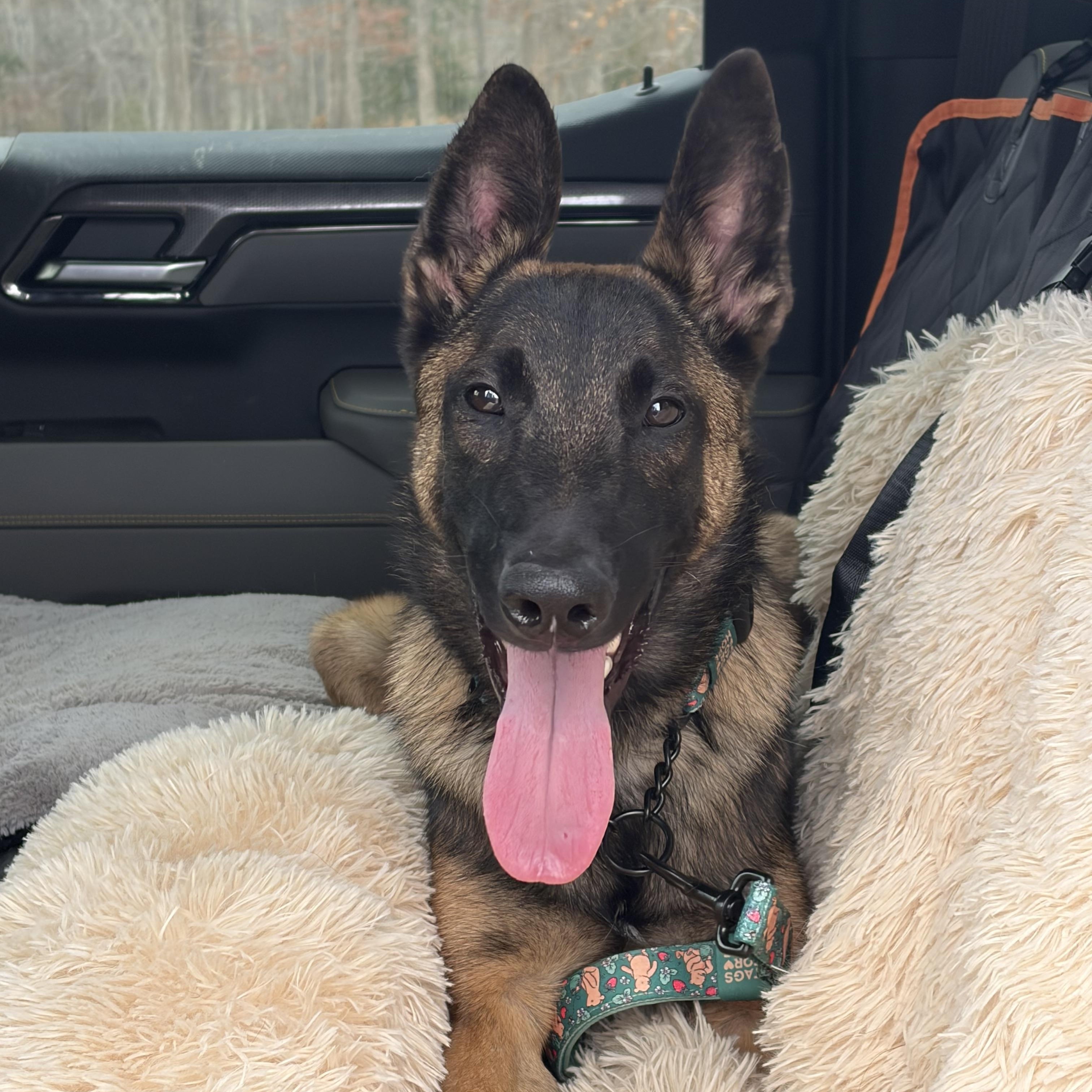Moirai , ADOPTABLE, Young Male Belgian Shepherd / Malinois.