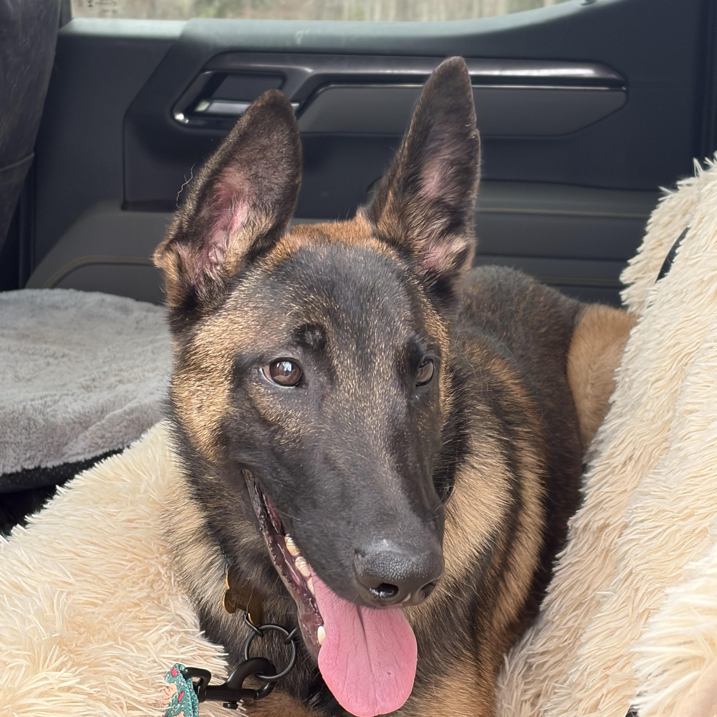 Enlarge Moirai , a ADOPTABLE Belgian Shepherd / Malinois in Warrenton, VA image 5/5