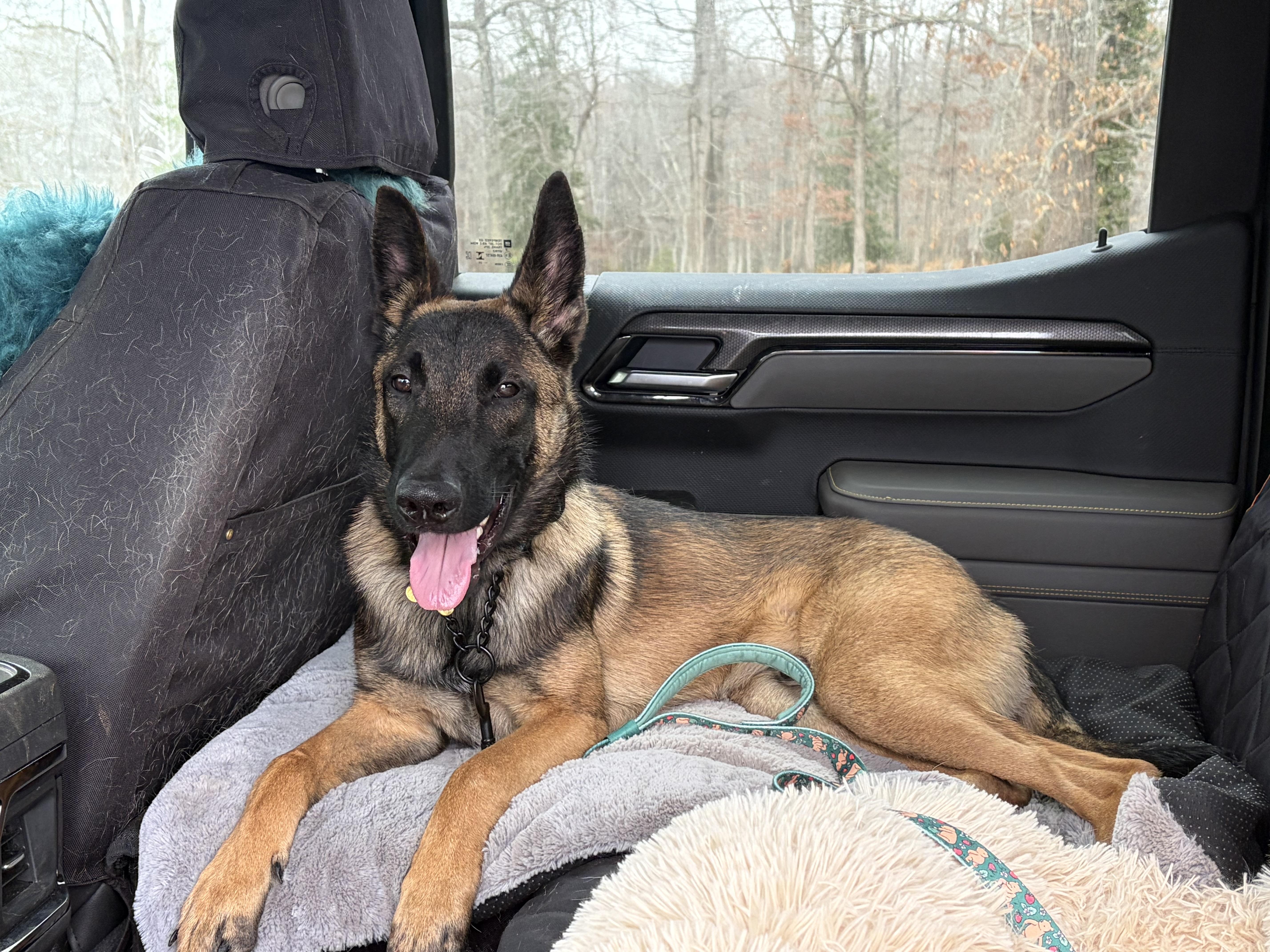 Enlarge Moirai , a ADOPTABLE Belgian Shepherd / Malinois in Warrenton, VA image 3/5