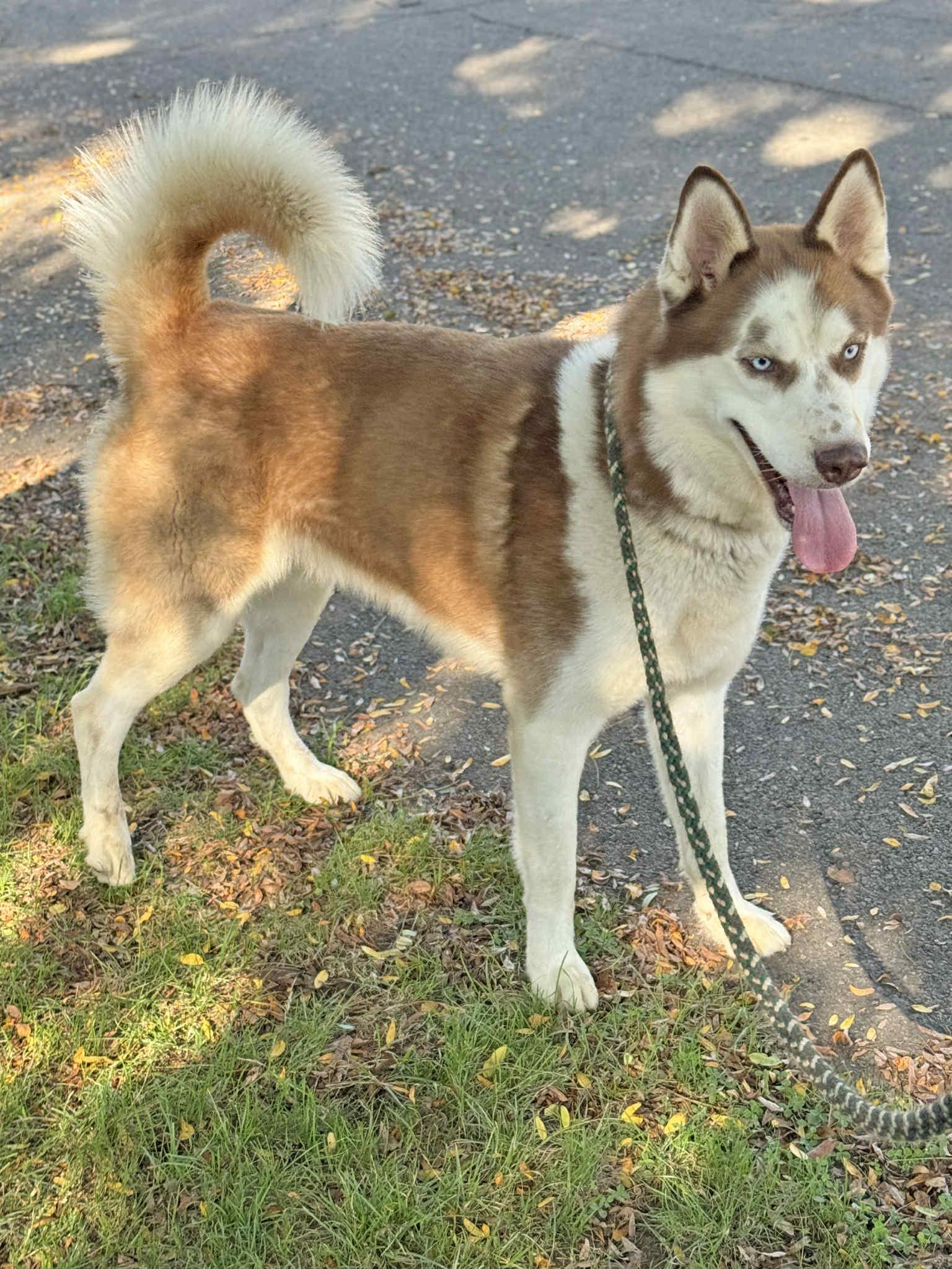 Harold, a Adopted mixed breed in Seville, OH image 3/4