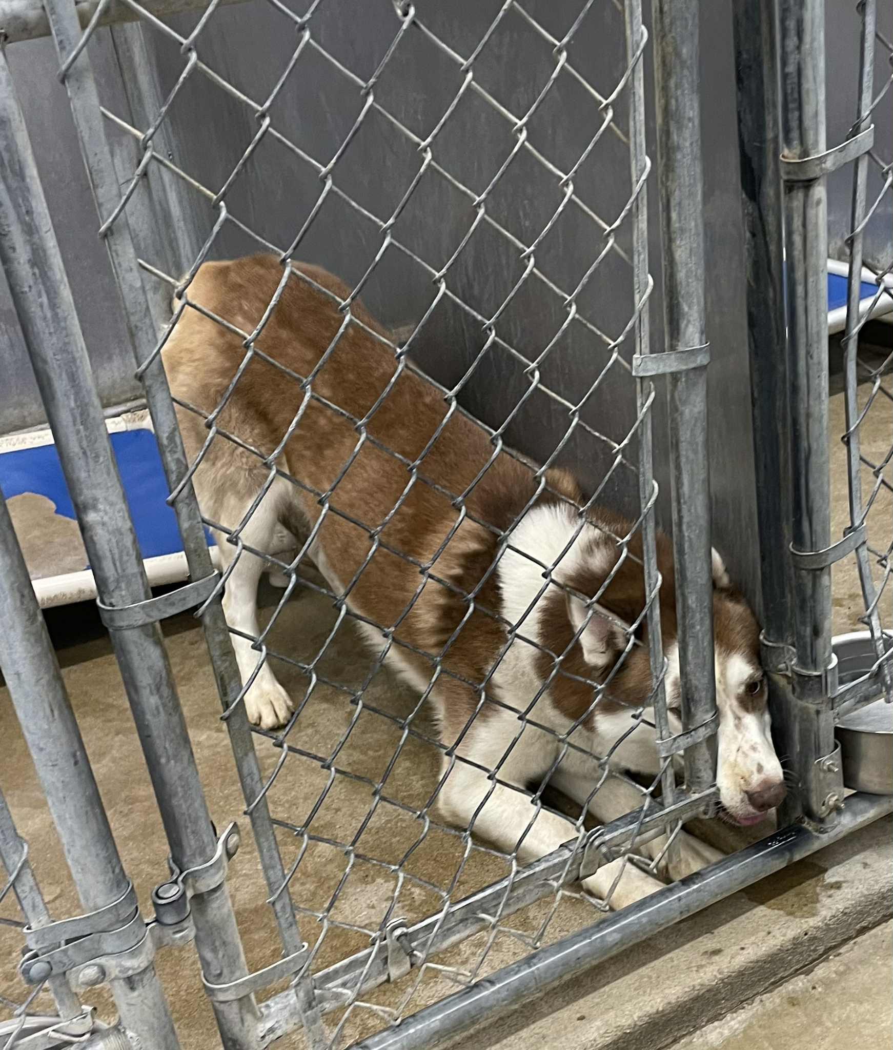 Harold, a Adopted mixed breed in Seville, OH image 4/4