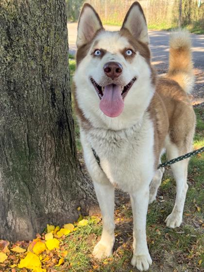 Harold, a Adopted mixed breed in Seville, OH image 1/4