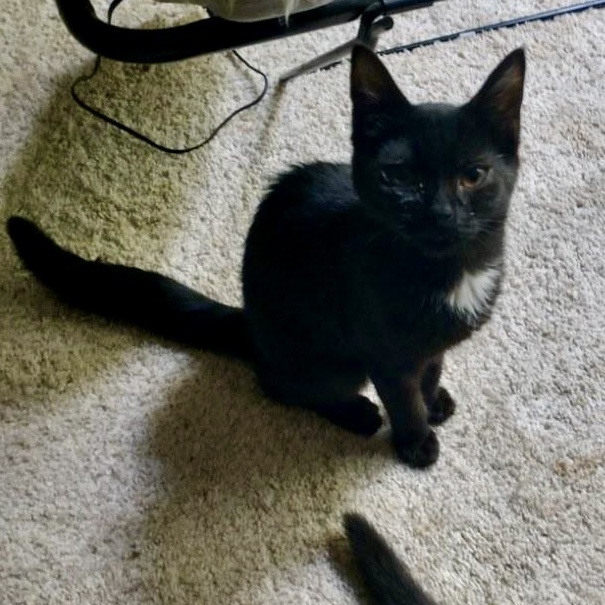 Cat for adoption Honey Bear, a Domestic Short Hair in Richmond, VA