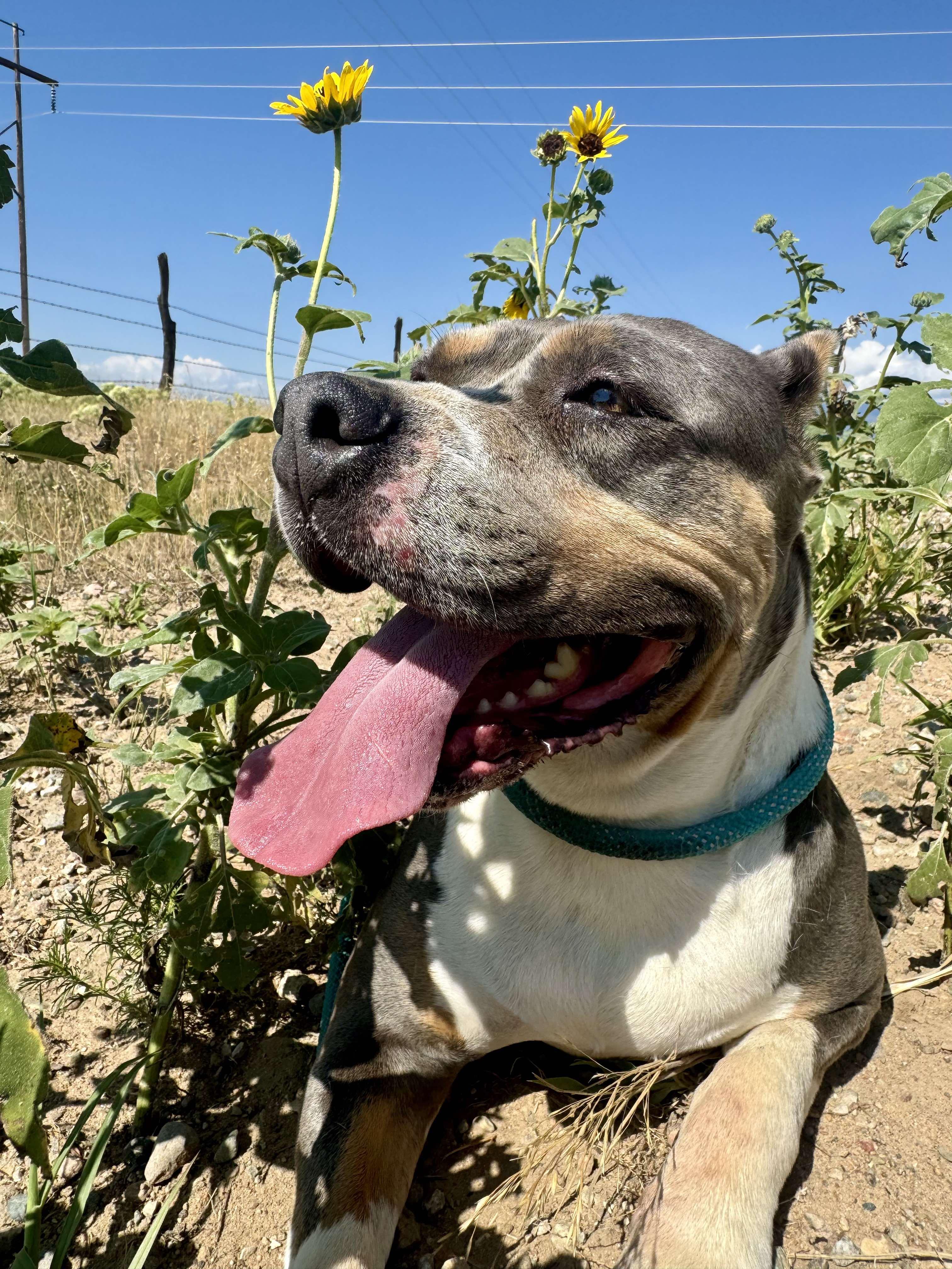 Freya, an adoptable American Staffordshire Terrier in RYE, CO, 81069 | Photo Image 1