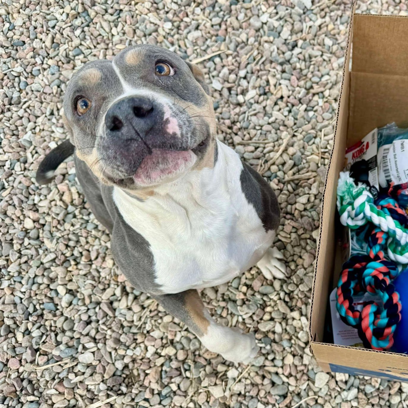 Enlarge Freya, a Adoptable mixed breed in RYE, CO image 4/6