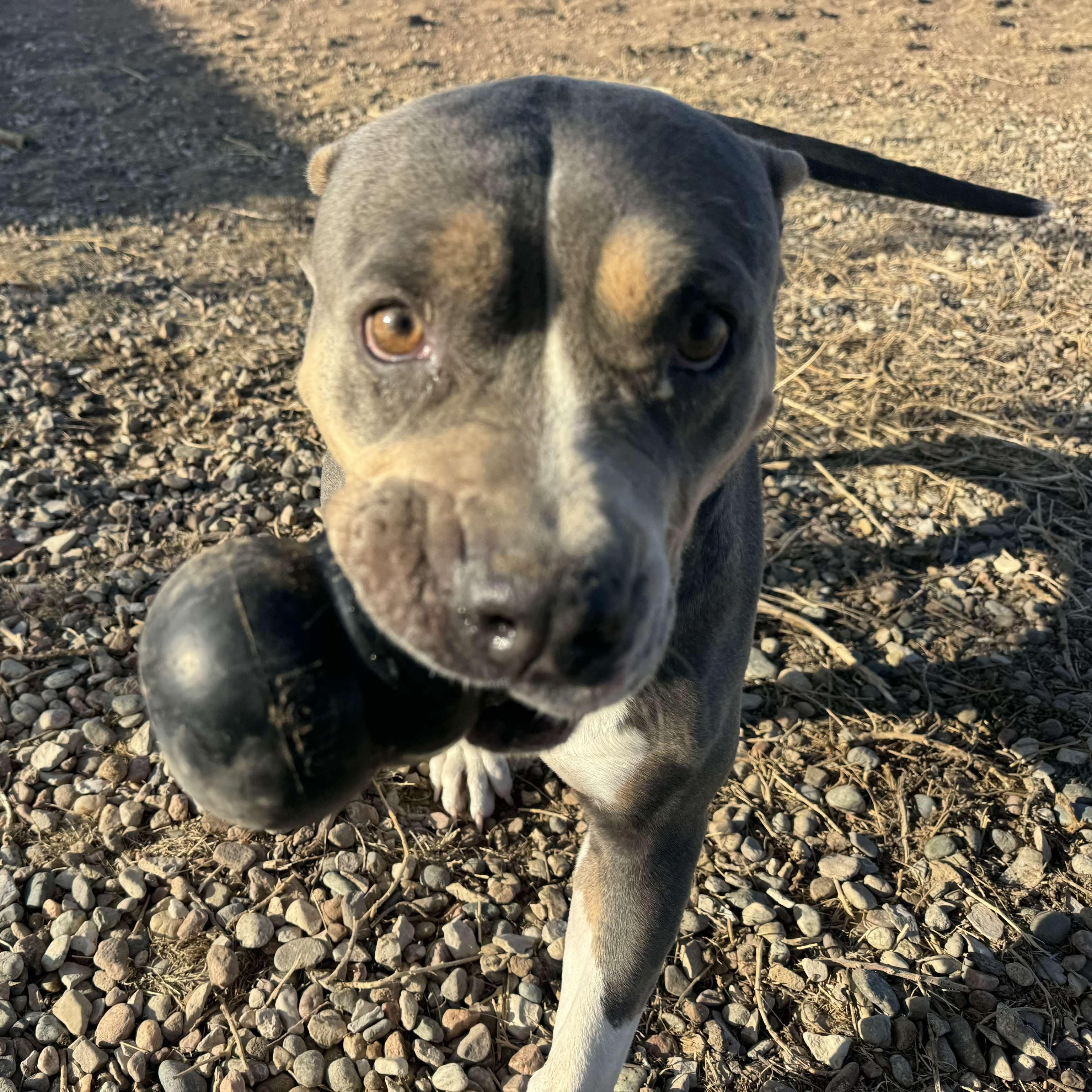 Enlarge Freya, a Adoptable mixed breed in RYE, CO image 5/6