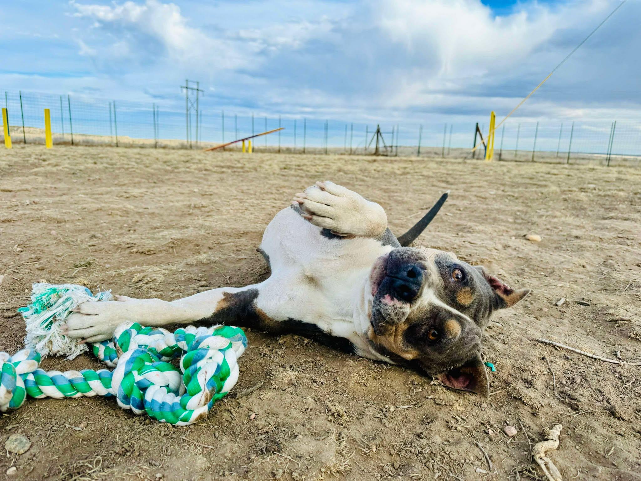 Freya, an adoptable American Staffordshire Terrier in RYE, CO, 81069 | Photo Image 3