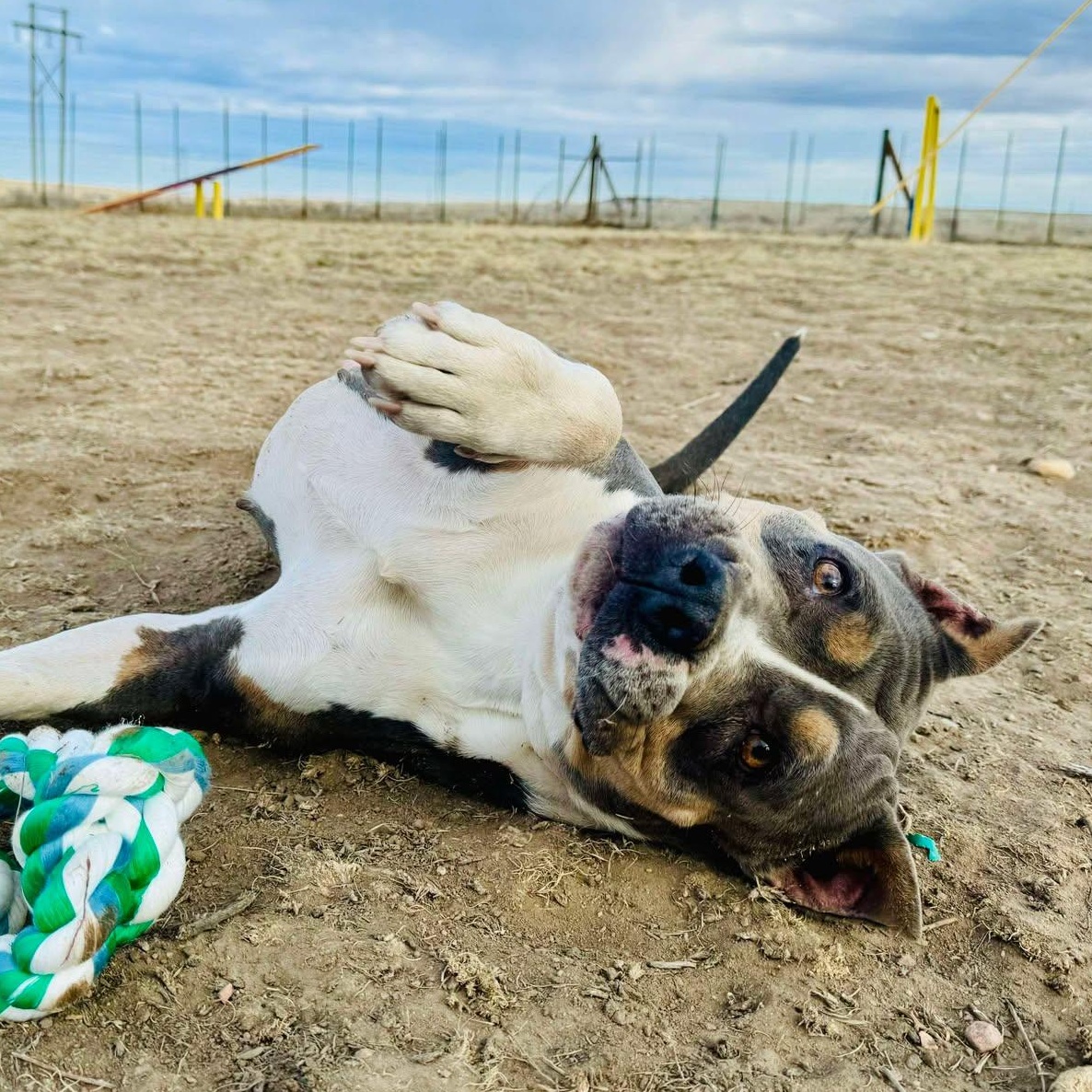 Enlarge Freya, a Adoptable mixed breed in RYE, CO image 3/6