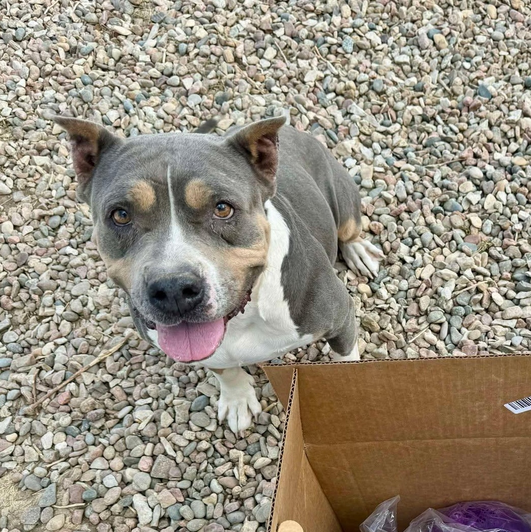 Enlarge Freya, a Adoptable mixed breed in RYE, CO image 6/6