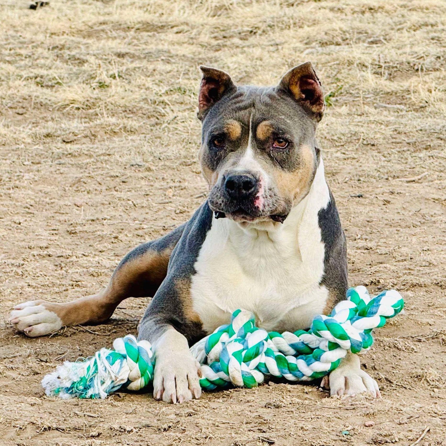 Freya, Adoptable, Adult Female American Staffordshire Terrier.