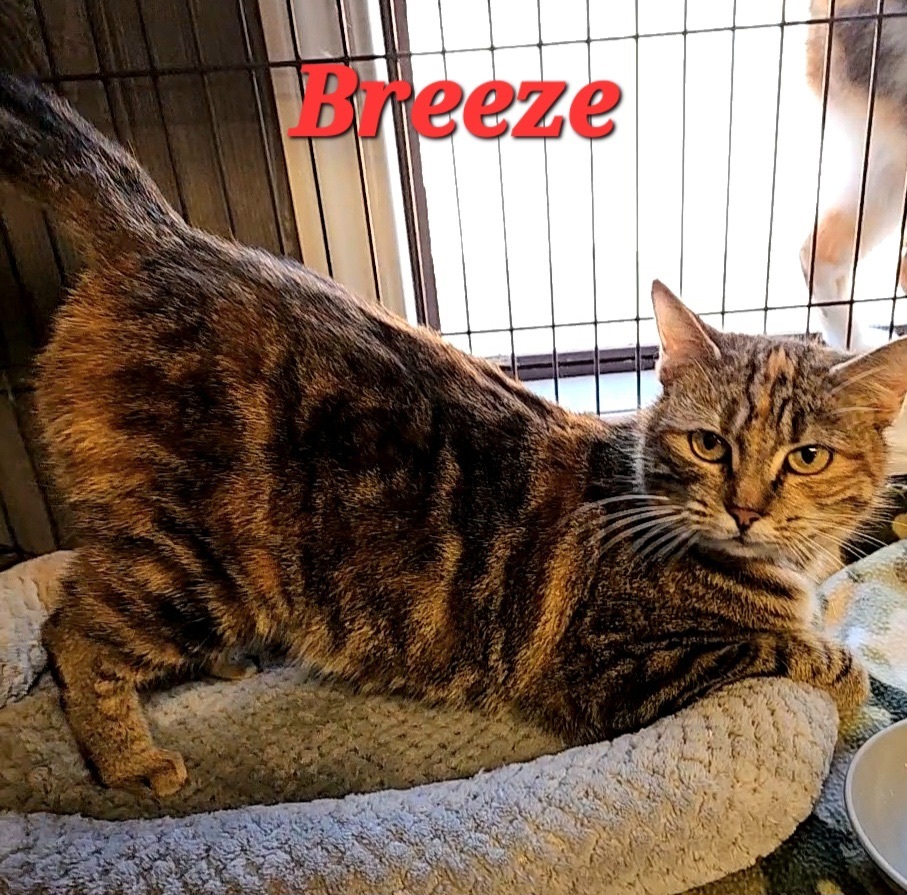 Breeze, Adoptable, Adult Female Domestic Short Hair.