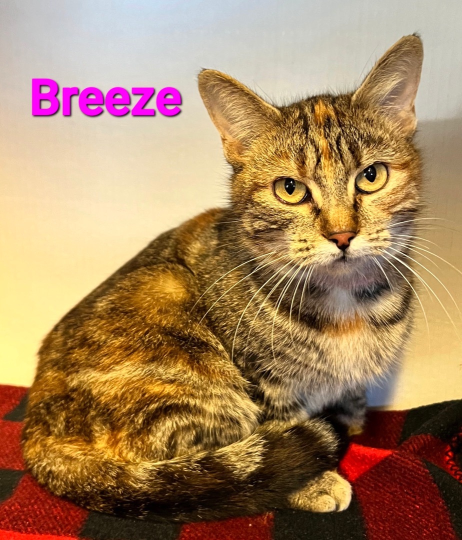 Breeze, a Adoptable Domestic Short Hair in Macon, GA image 2/3