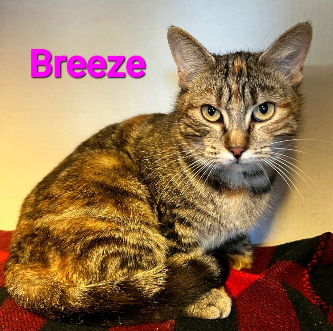 Breeze, a Adoptable Domestic Short Hair in Macon, GA image 3/3