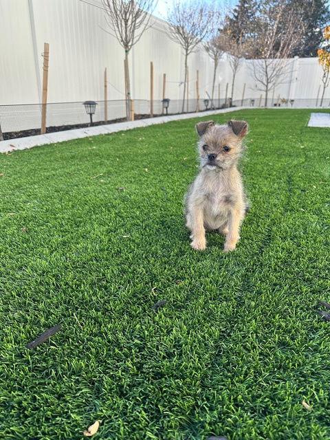 Little Lola thumbnail 3