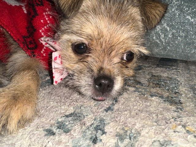 Little Lola thumbnail 4