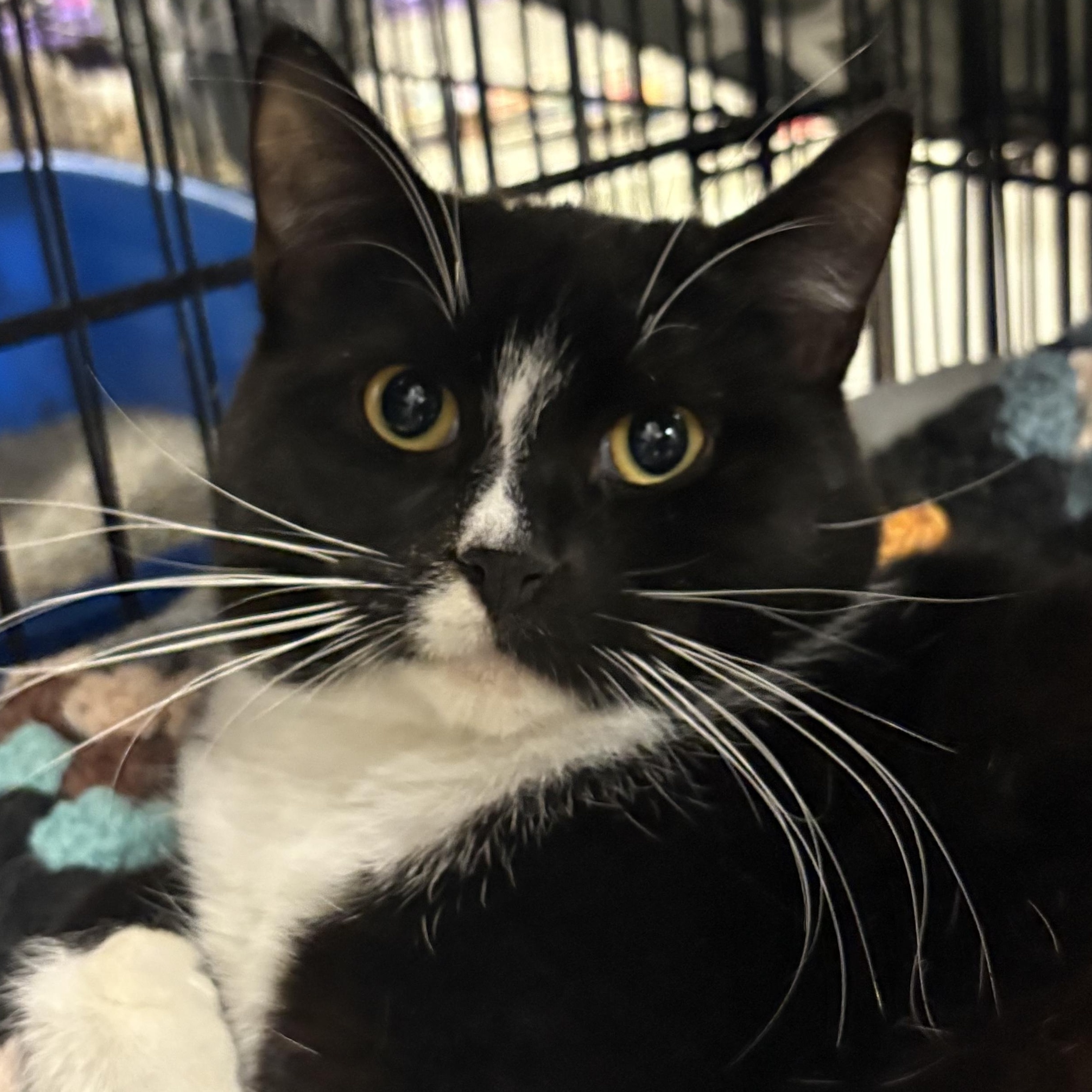 Lightning , an adoptable American Shorthair in Hamburg, NY image 1/2