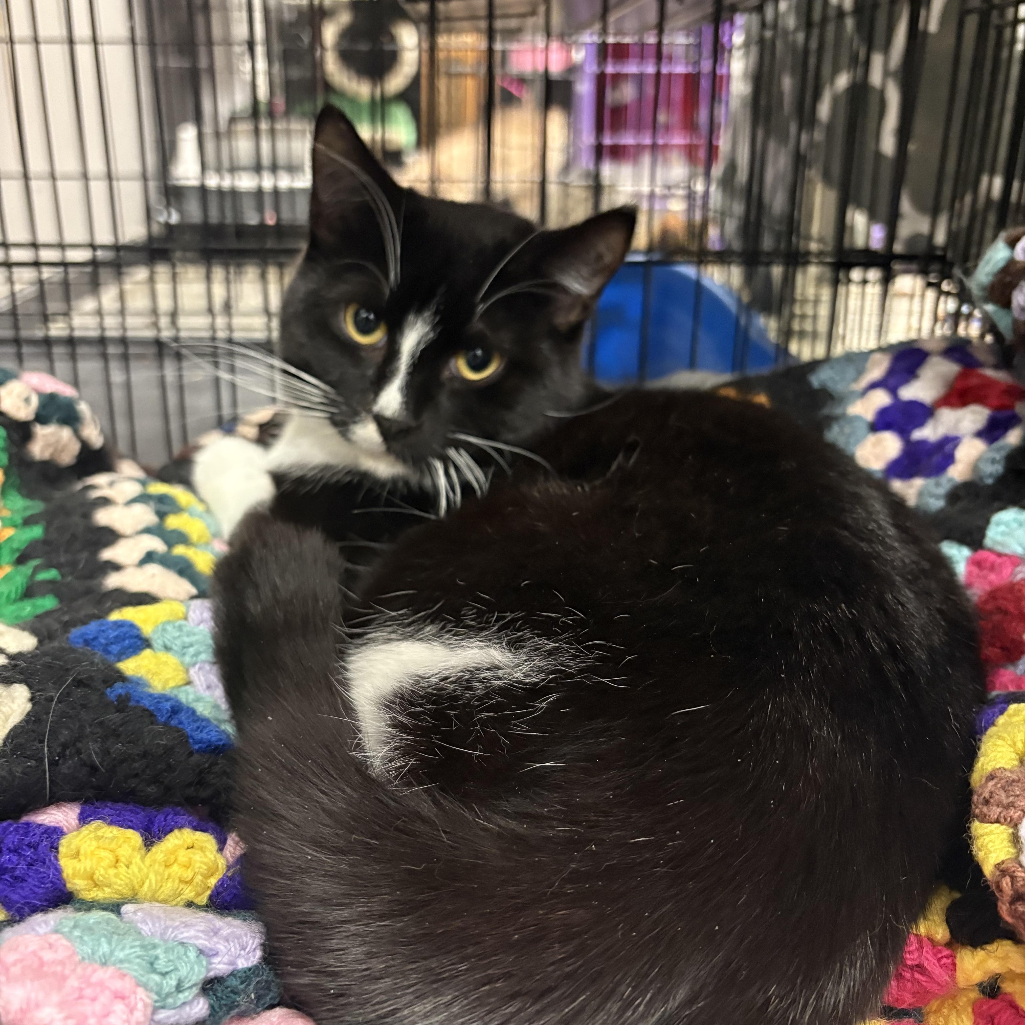 Lightning , an adoptable American Shorthair in Hamburg, NY image 2/2