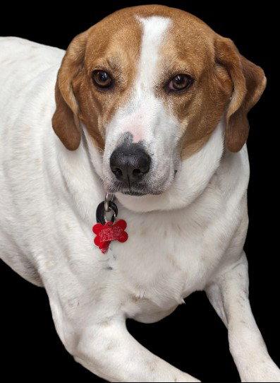 Peach Groot, Adoptable, Young Female Great Pyrenees & Beagle.