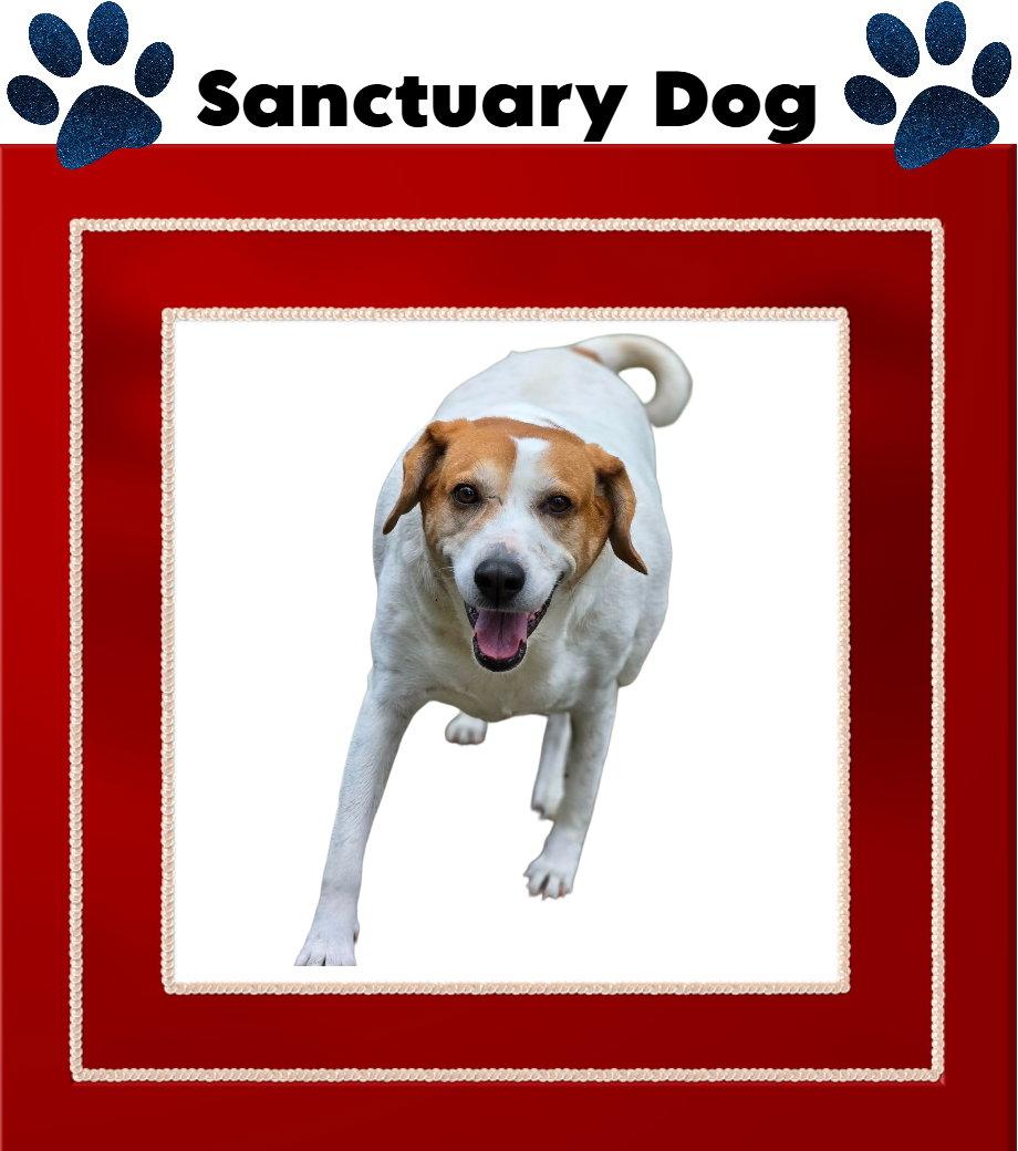 Enlarge Peach Groot, a Adoptable mixed breed in Cuba, NY image 2/2