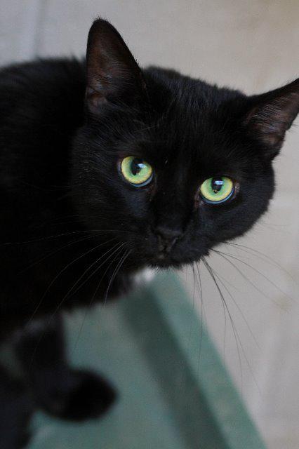 Jinx, Adoptable, Senior Female Domestic Short Hair.
