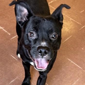 Quazie, a ADOPTABLE mixed breed in Rapid City, SD image 1/3